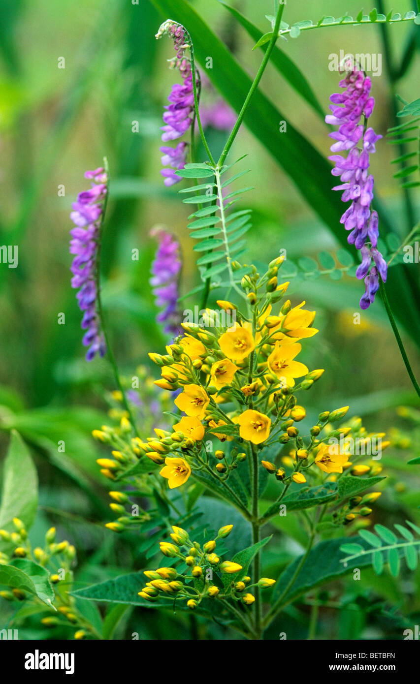 La salicaire pourpre jaune (Lysimachia vulgaris) et la vesce jargeau (Vicia cracca), Europe Banque D'Images