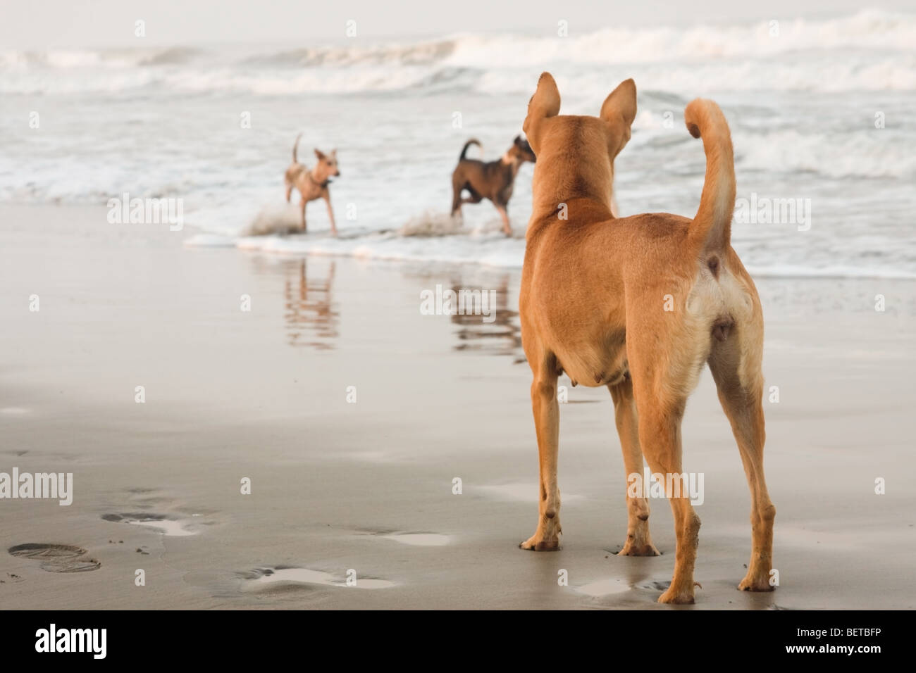 Les chiens sauvages à la plage, l'Inde, Goa, plage de Palolem Banque D'Images