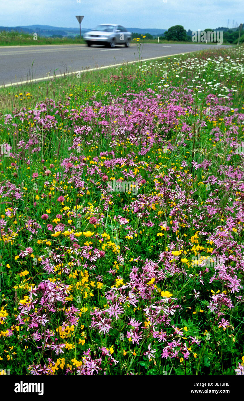 Fleurs sauvages avec ragged robin (Lychnis flos-cuculi) en bord de route Banque D'Images