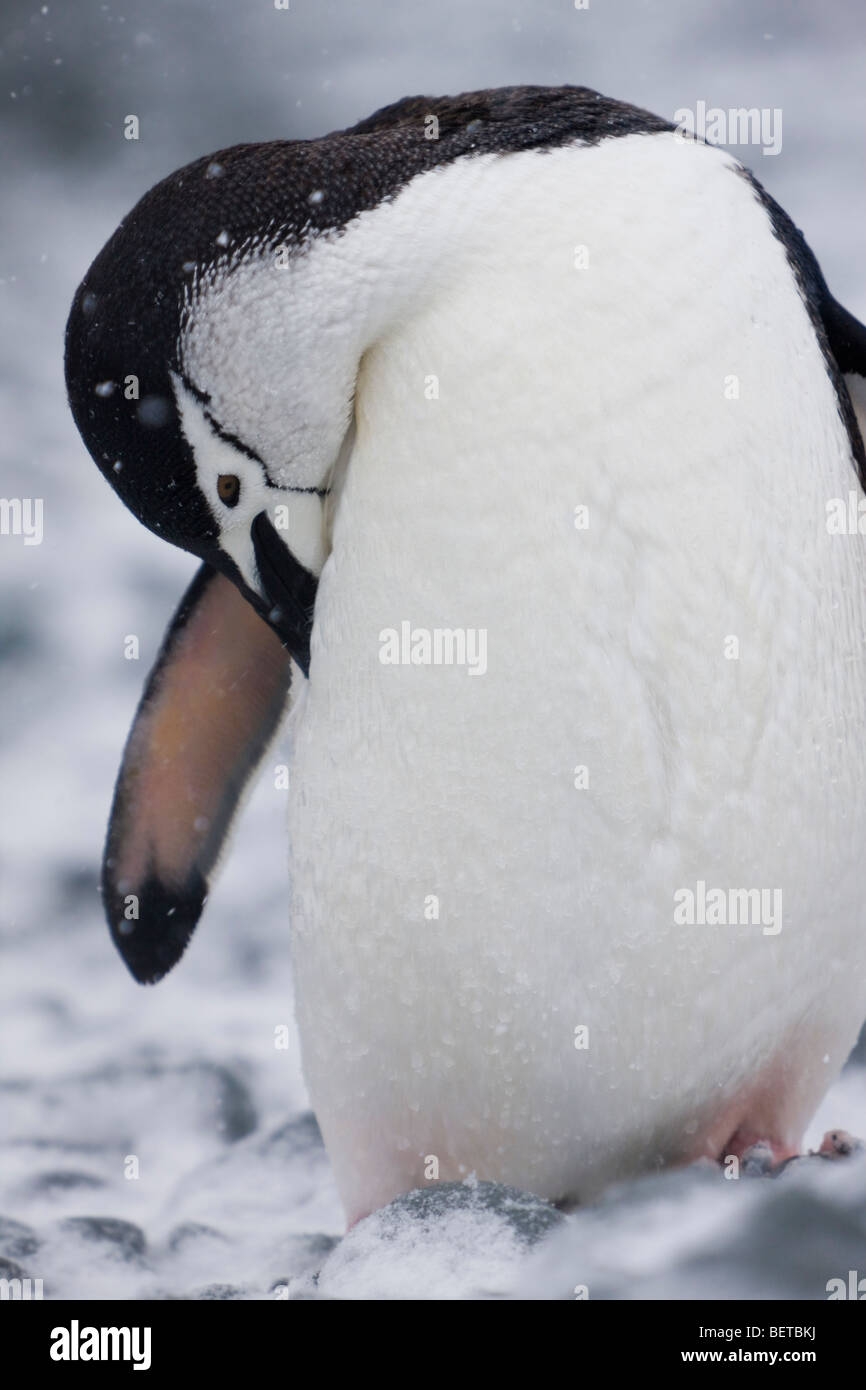 Close-up profile de jugulaire penguin au lissage sur la neige dans une tempête de neige dans les îles Orcades du Sud, l'Antarctique Banque D'Images