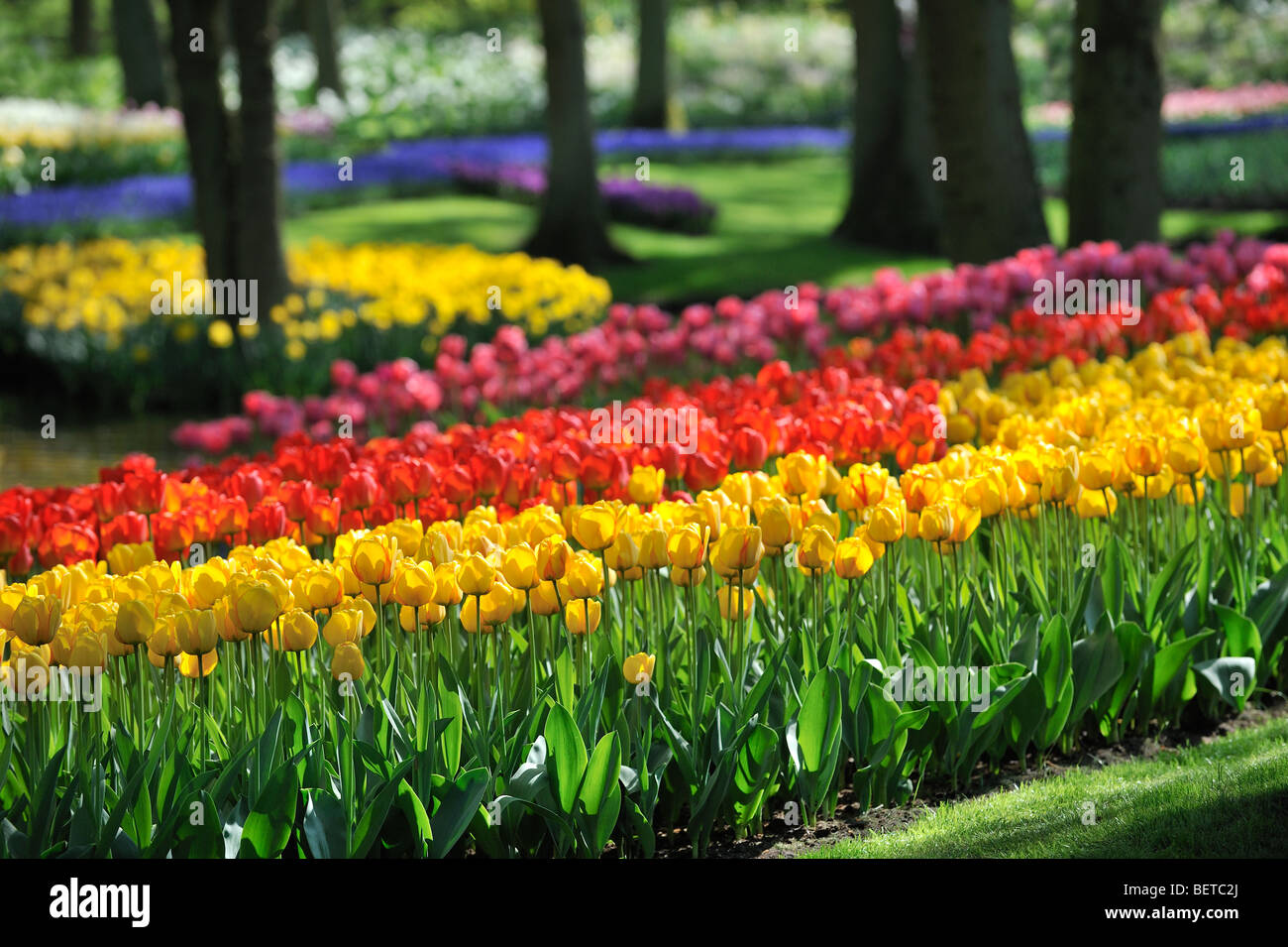 Tulipes colorées (Tulipa sp.) dans le jardin de fleurs de Keukenhof, les Pays-Bas Banque D'Images