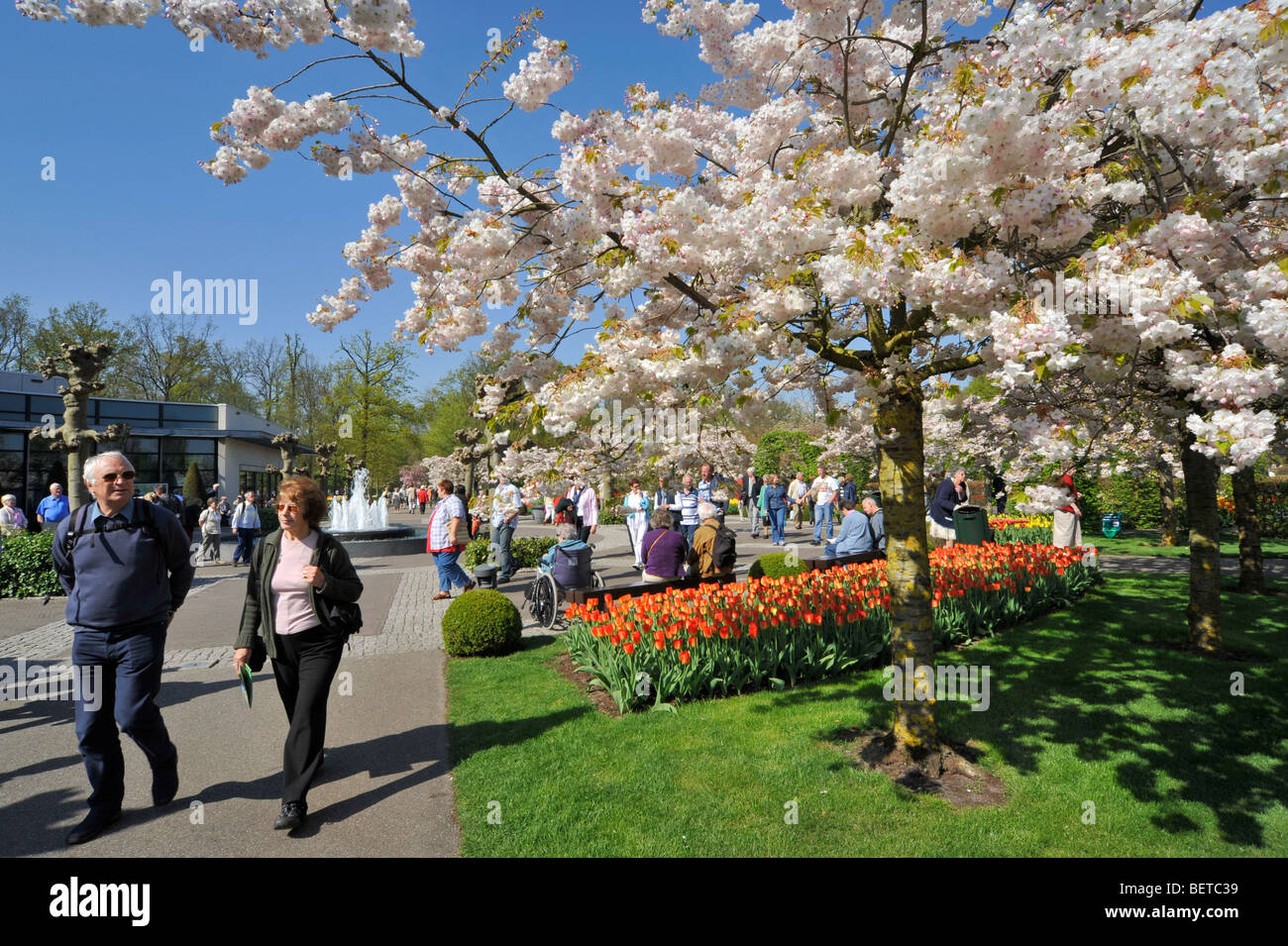 Les touristes marcher le long de tulipes colorées et cerisiers japonais en fleurs jardin fleurs de Keukenhof, les Pays-Bas Banque D'Images