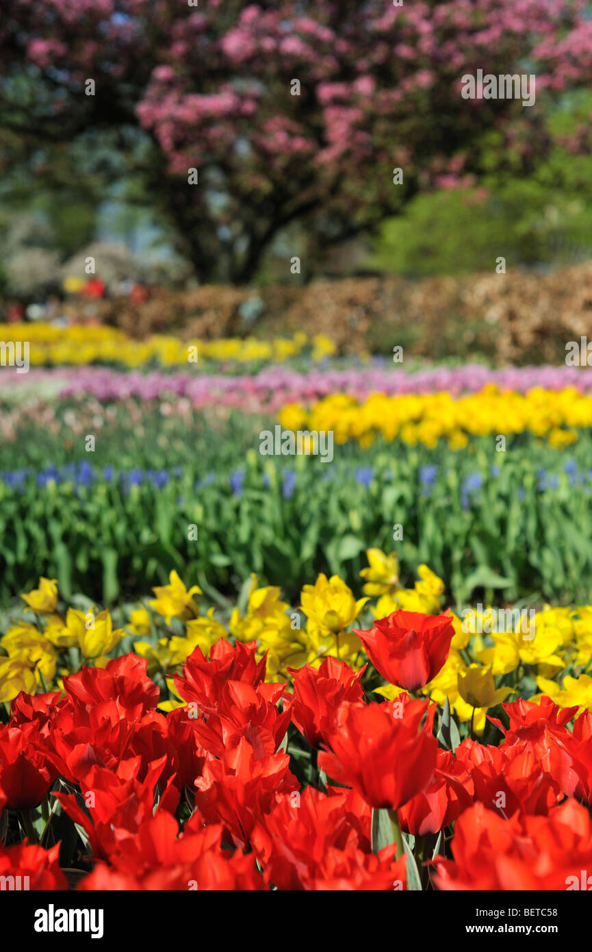 Tulipes colorées et Japanese cherry (Prunus serrulata) dans le jardin de fleurs de Keukenhof au printemps, lisse, la Hollande, les Pays-Bas Banque D'Images