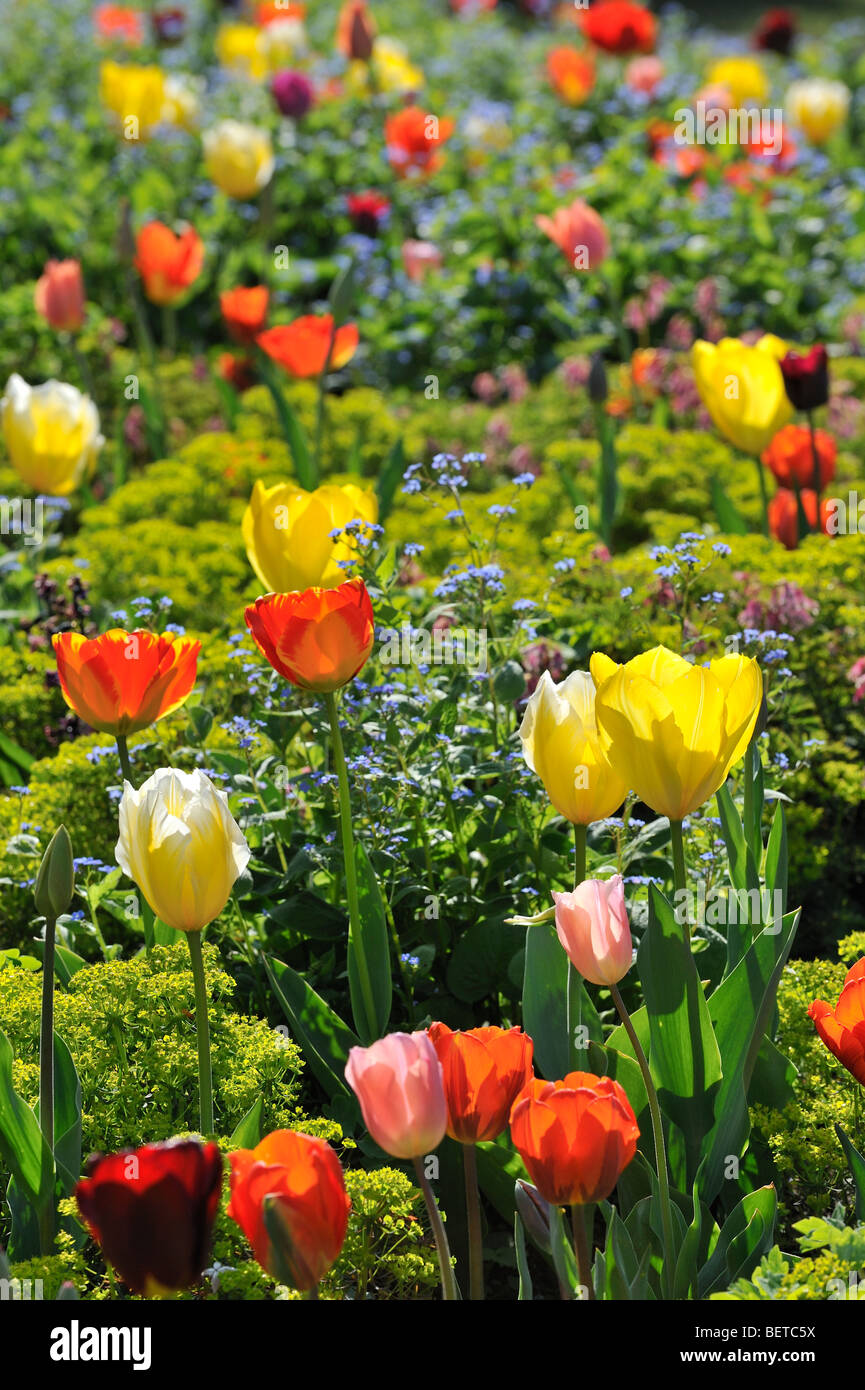 Tulipes colorées (Tulipa sp.) La floraison dans le jardin de fleurs de Keukenhof au printemps près de lisse, en Hollande, aux Pays-Bas Banque D'Images