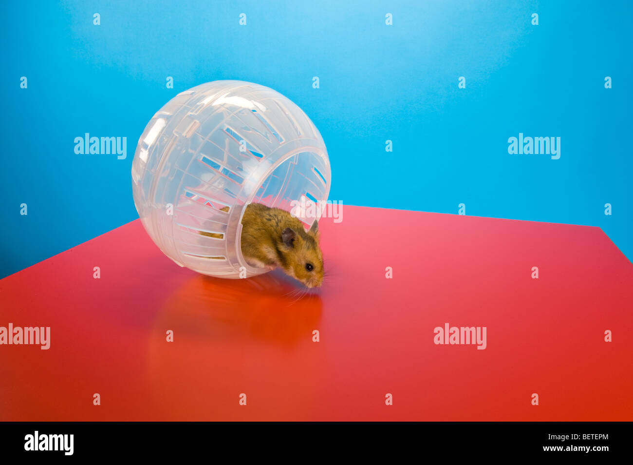 Hamster Ball Brown Fitness Exercise Training Course Run Runner Gratuitement  Fond Rouge Fun Funny Fun Animaux Table Goldhamster Golde Photo Stock - Alamy