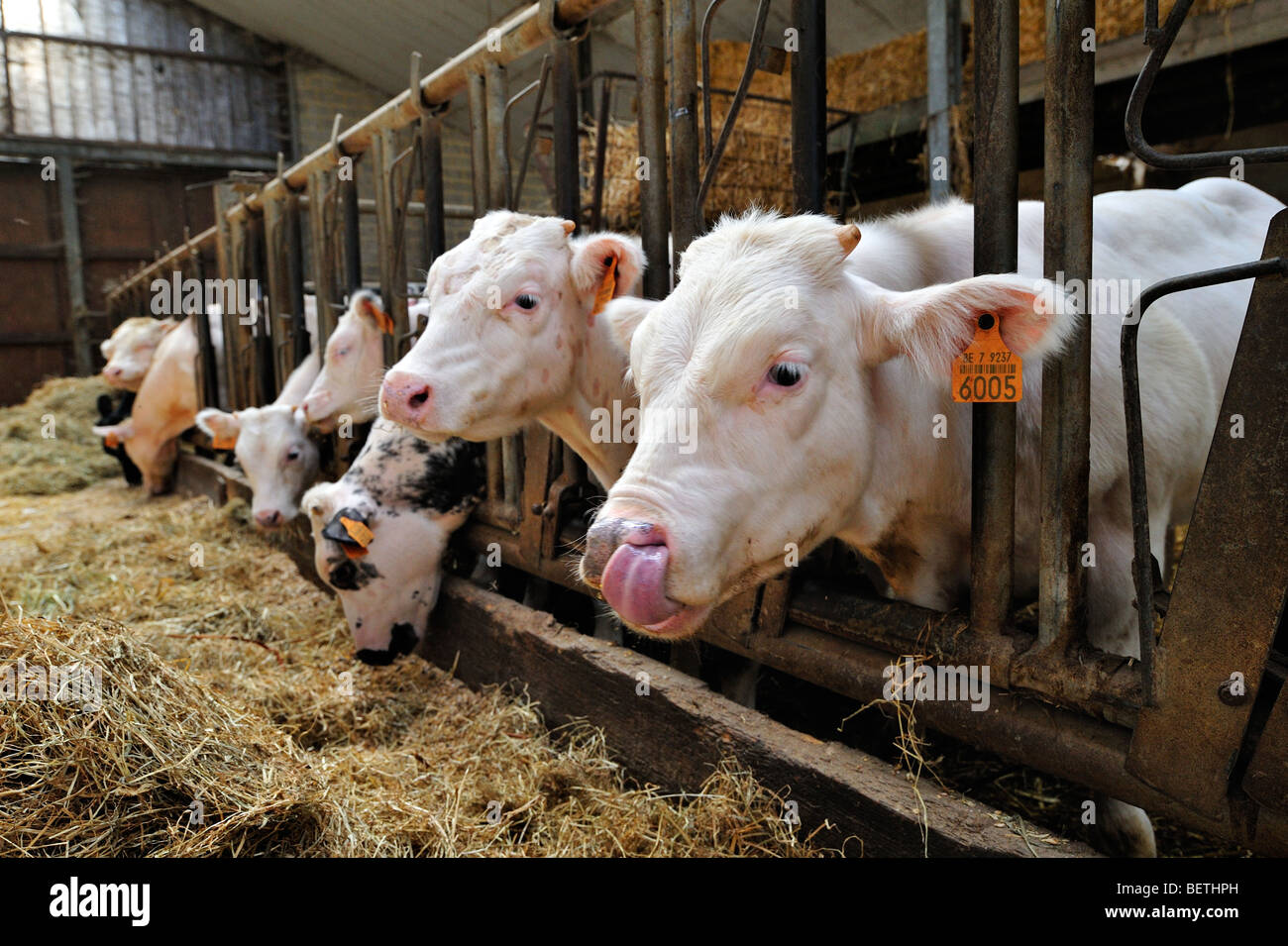 Veaux (Bos taurus) eating hay en étable de ferme d'éleveur de bétail / producteur de lait Banque D'Images