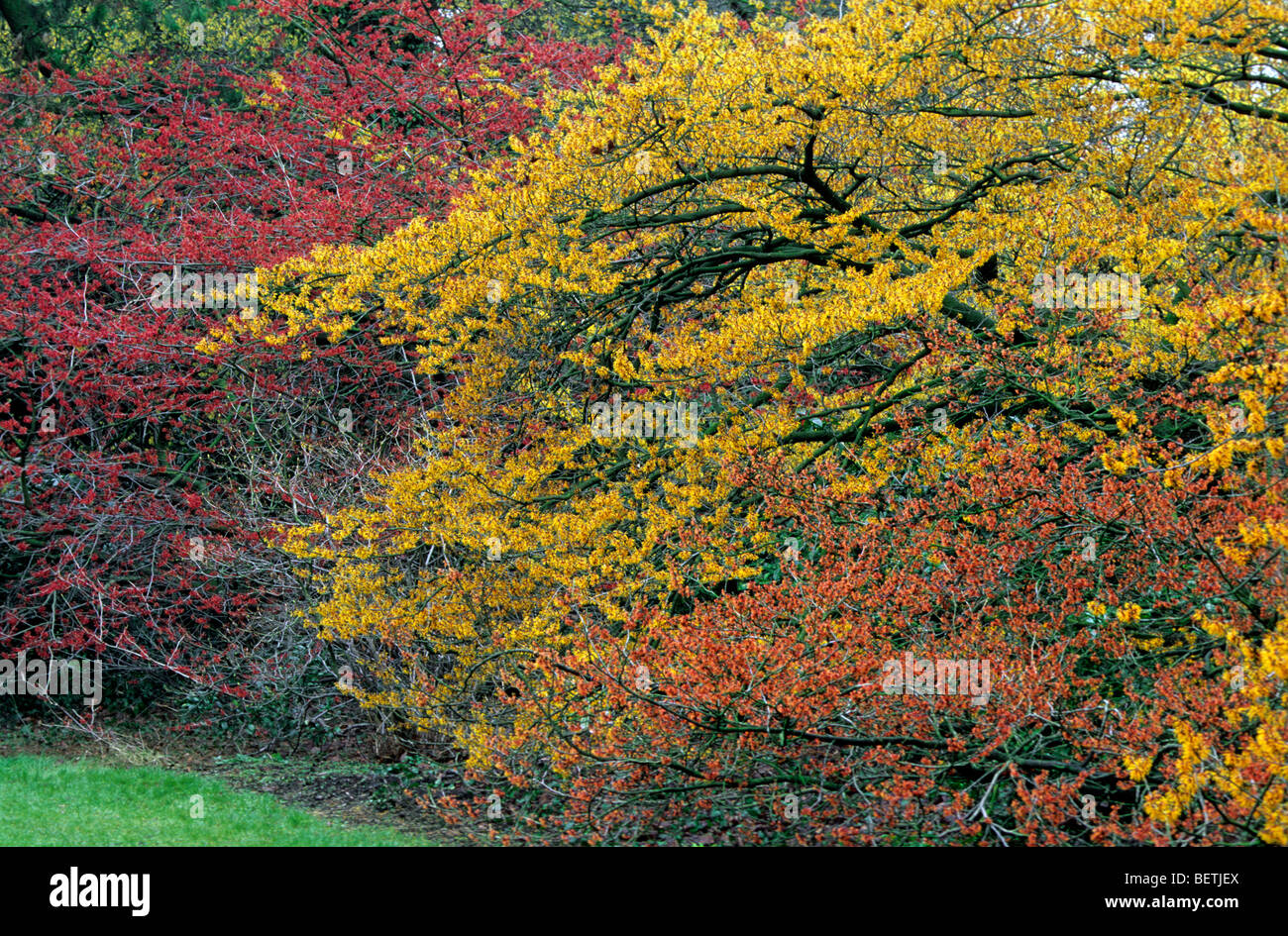 Colorful l'hamamélis (Hamamelis sp.) en fleur au printemps, Arboretum, Kalmthout, Belgique Banque D'Images