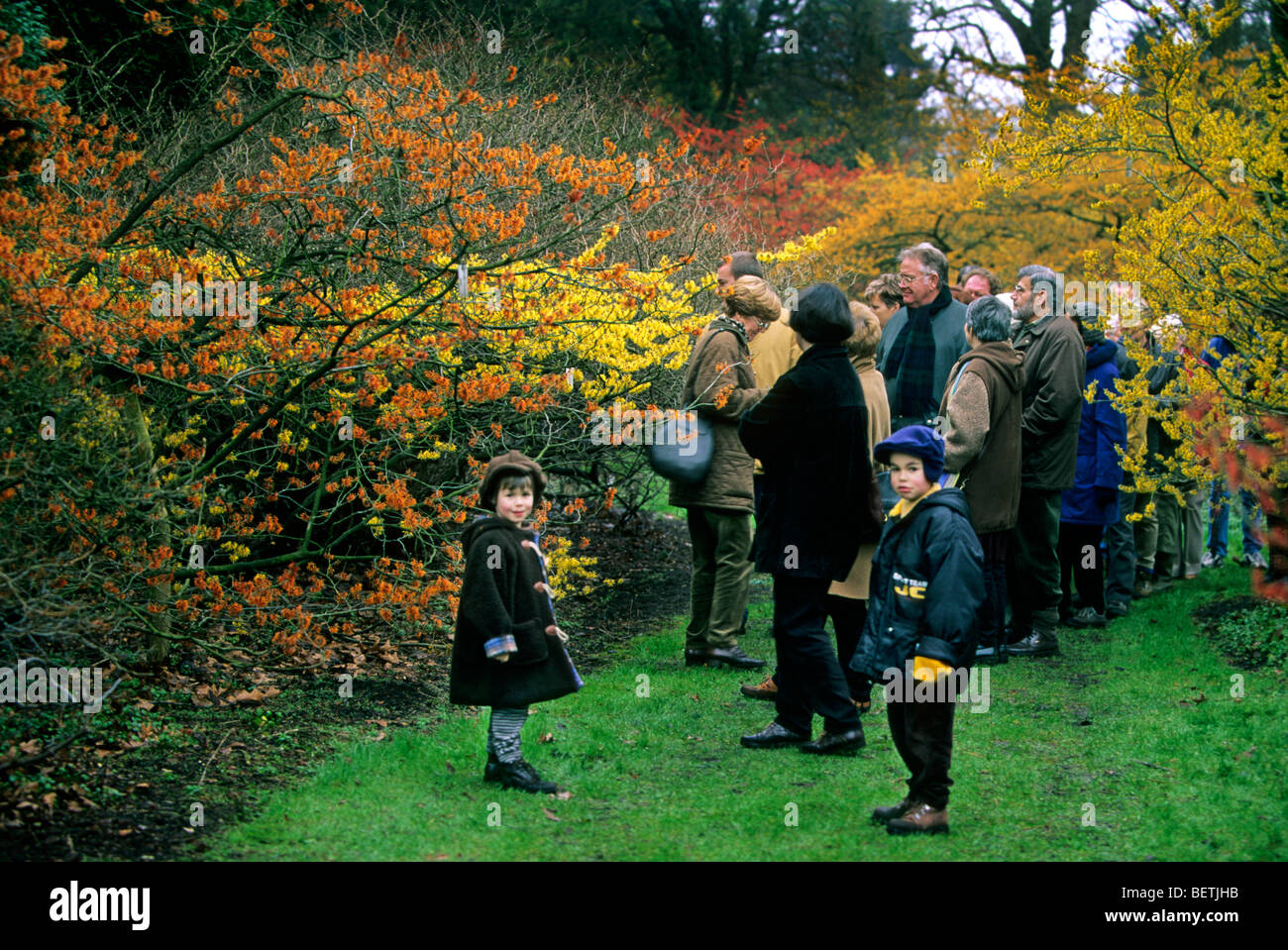 Les visiteurs admirer les couleurs l'hamamélis (Hamamelis sp.) en fleur, Arboretum, Antwerpen, Belgique Banque D'Images