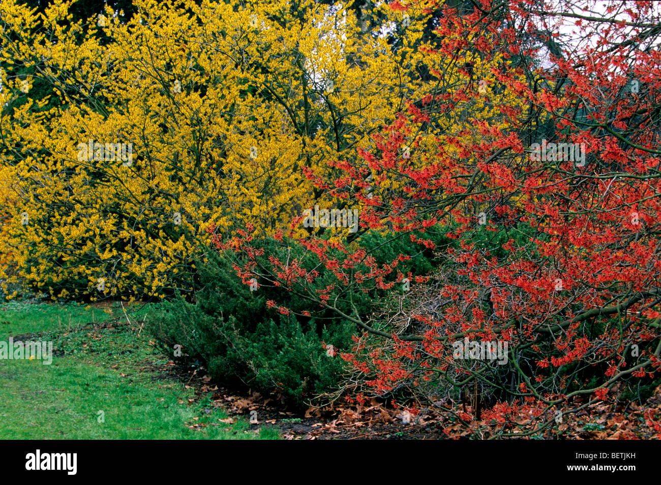 Colorful l'hamamélis (Hamamelis sp.) en fleur au printemps, Arboretum, Kalmthout, Belgique Banque D'Images
