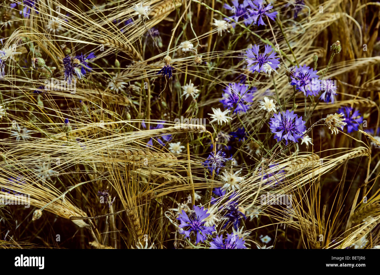 Bleuet (Centaurea cyanus) en fleur dans un champ Banque D'Images