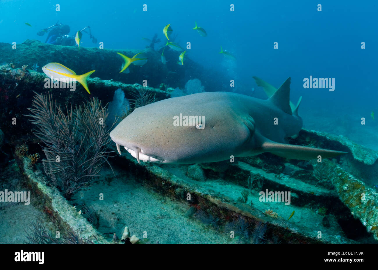 Requin nourrice sur shipwreck Banque D'Images