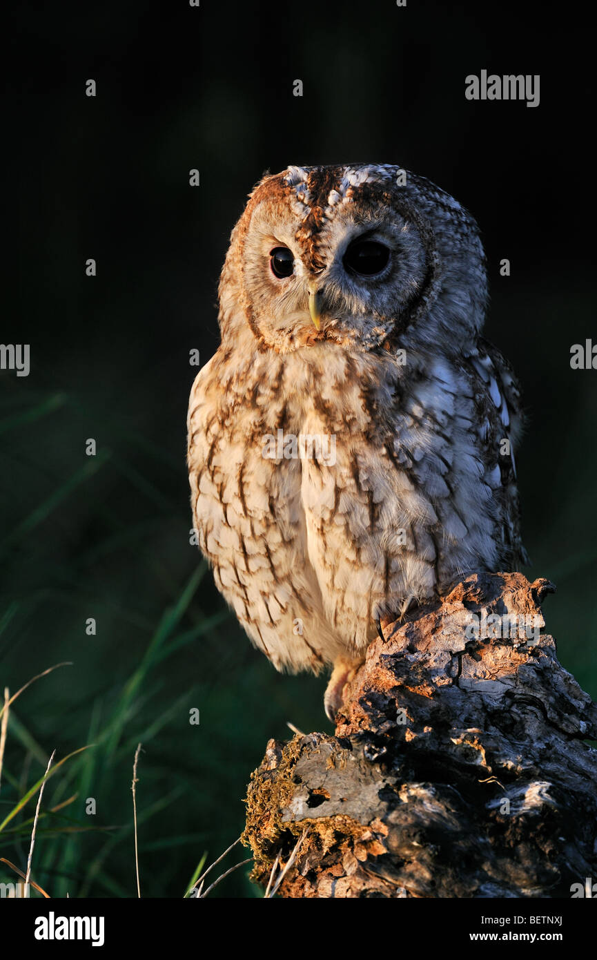 Tawny owl (Strix Aluco enr) perché sur souche d'arbre dans le pré au bord de la forêt, England, UK Banque D'Images