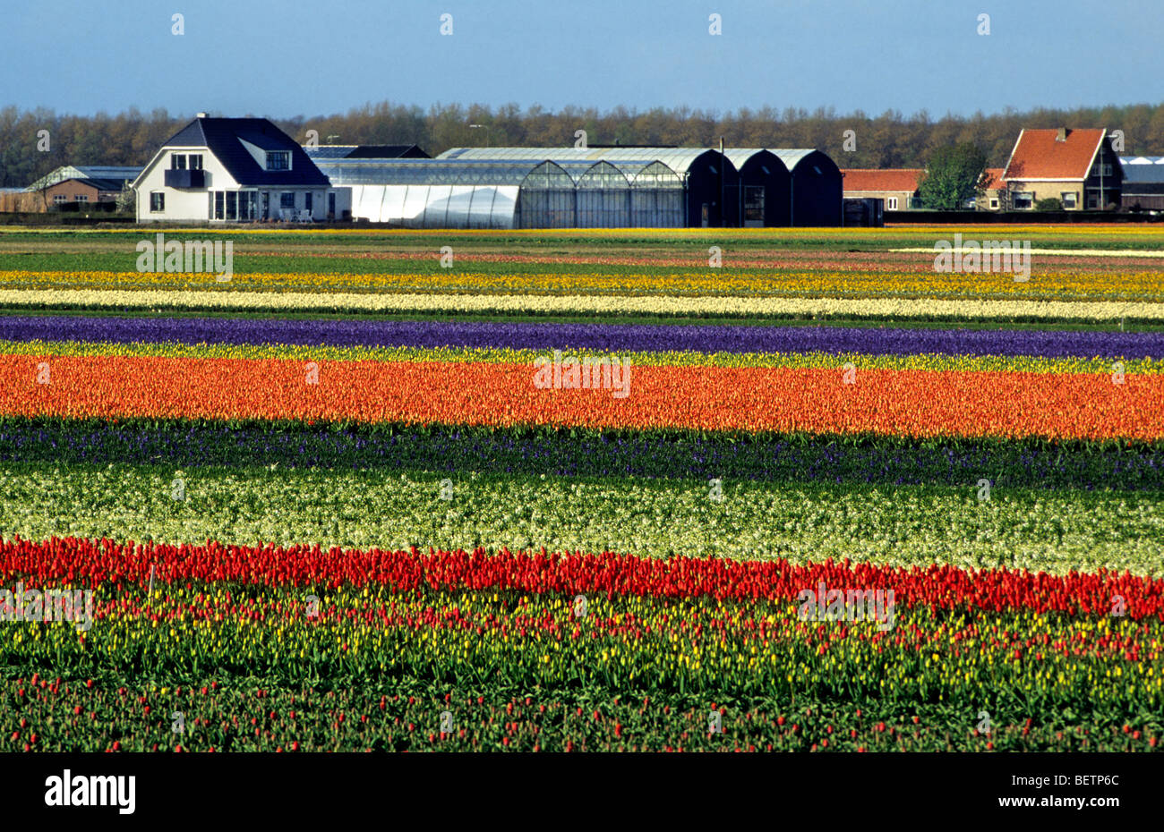 Champ avec des rangées de tulipes colorées cultivées (Tulipa sp.) en Hollande, Pays-Bas Banque D'Images