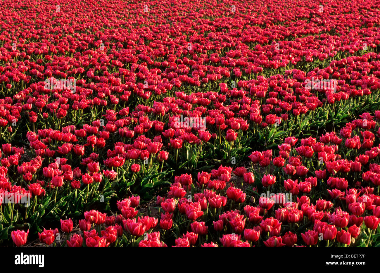 Domaine de tulipes rouges cultivés (Tulipa sp.) en Hollande, Pays-Bas Banque D'Images