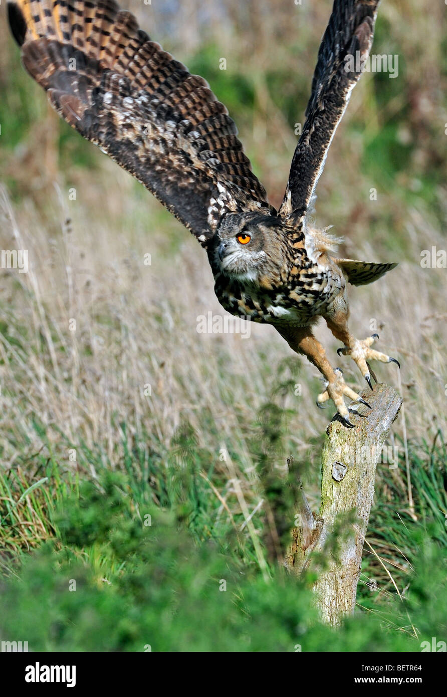 Grand owl (Bubo bubo) décoller de poteau de clôture dans le pré Banque D'Images