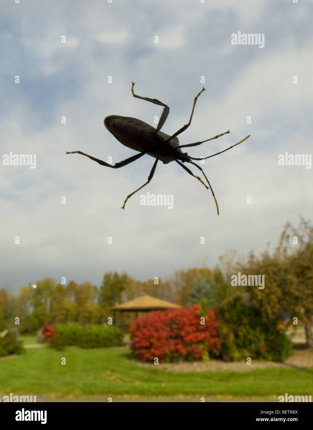 Blister beetle noir sur la fenêtre de voiture. Banque D'Images