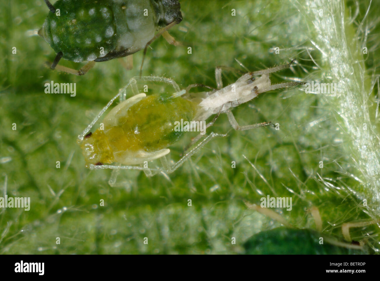 Le puceron de coton (Aphis gossypii) s'alate après l'édysis avec des ailes non formées sur une feuille de mûre Banque D'Images