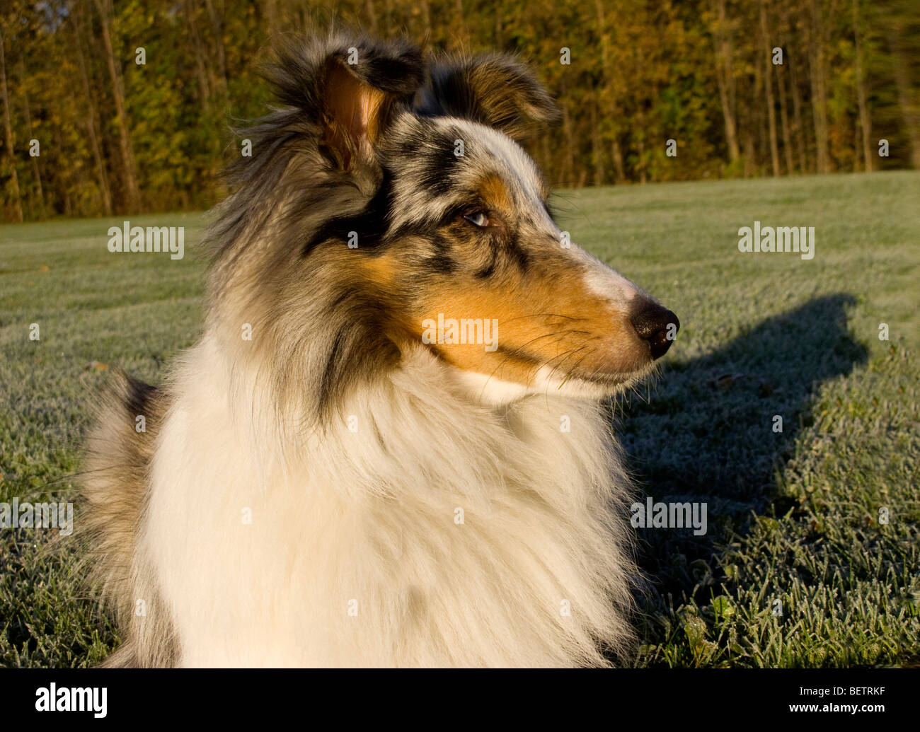 Portrait of young Shetland Sheepdog. Banque D'Images