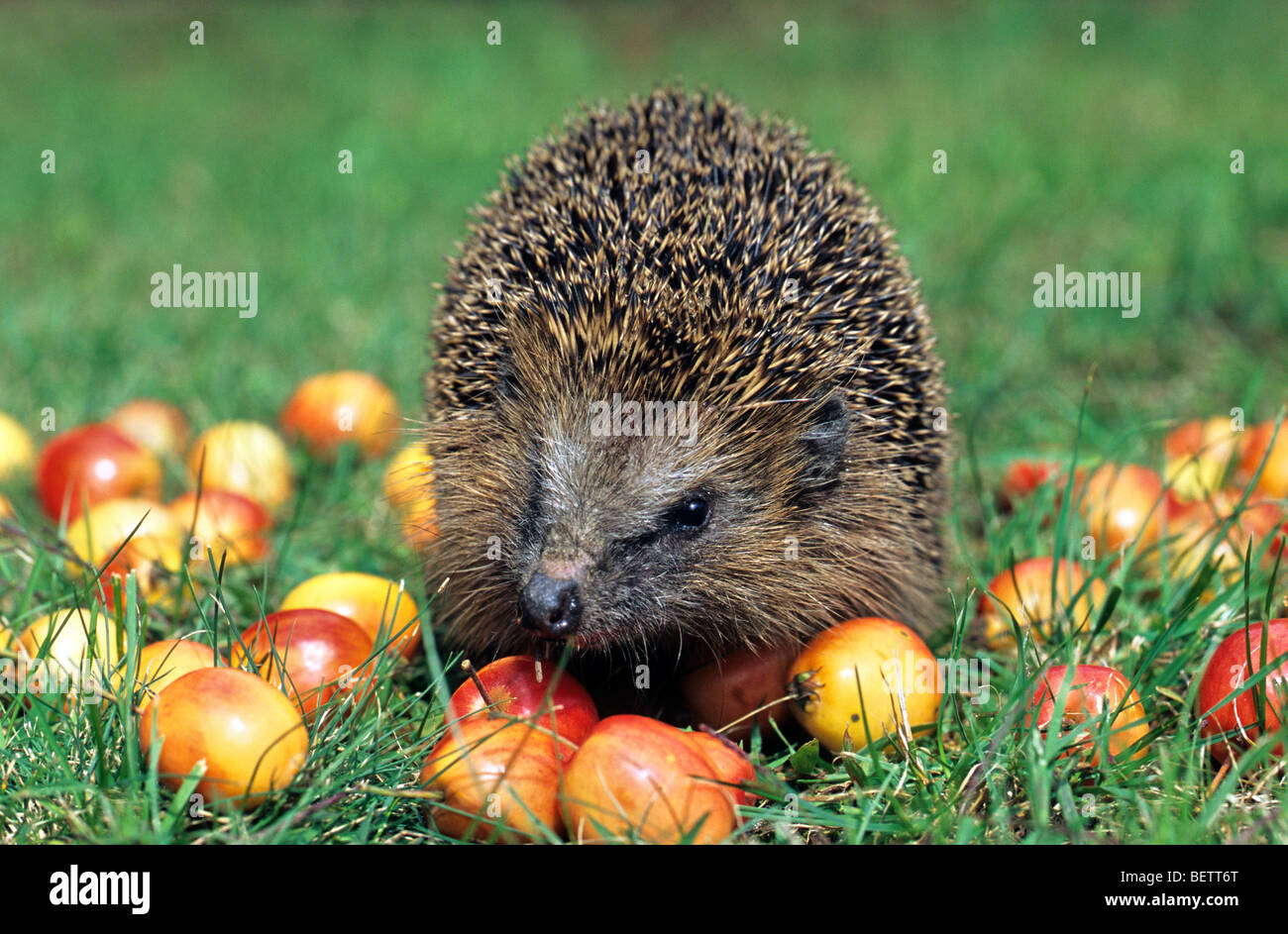 Hérisson européen commun (Erinaceus europaeus) manger des pommes sur pelouse au jardin, Allemagne Banque D'Images