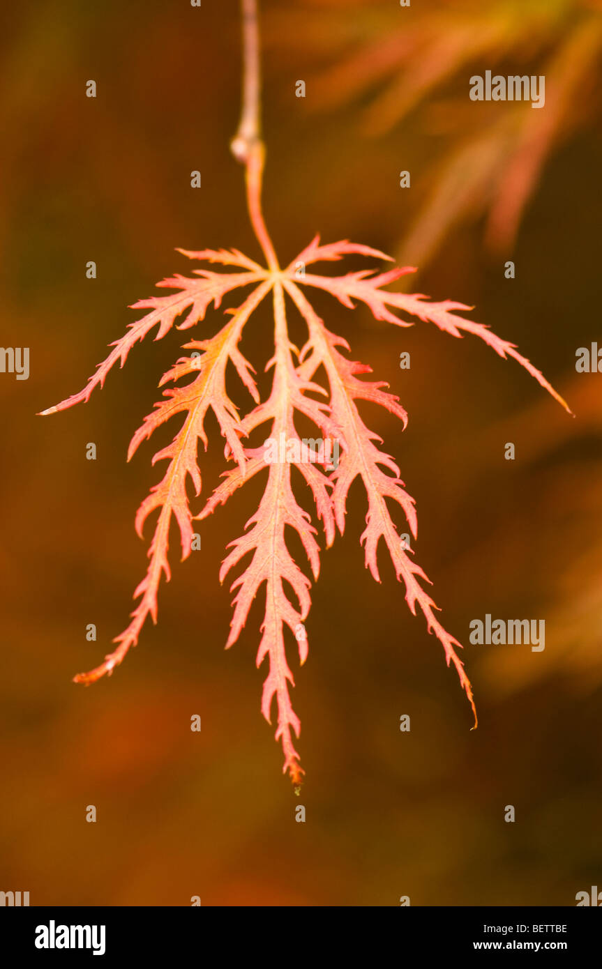 Feuille d'un Acer palmatum dissectum, Cut-leaved érable japonais, à l'automne Banque D'Images