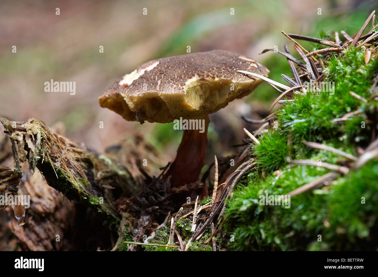 Champignon comestible - bay boletus Banque D'Images