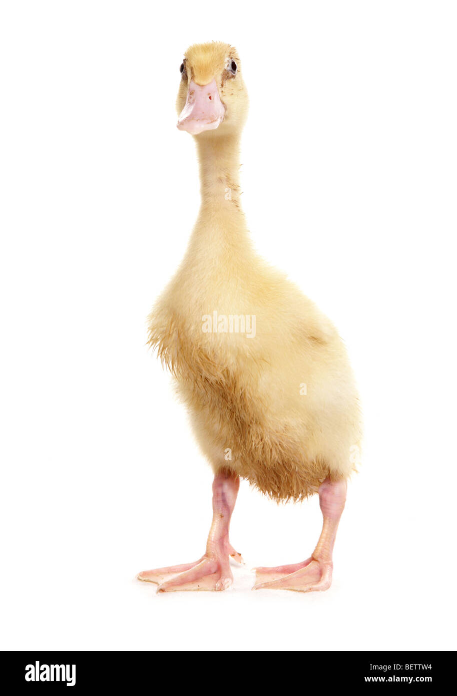 Bebe Canard Coureur Indien Debout Dans Un Studio Photo Stock Alamy