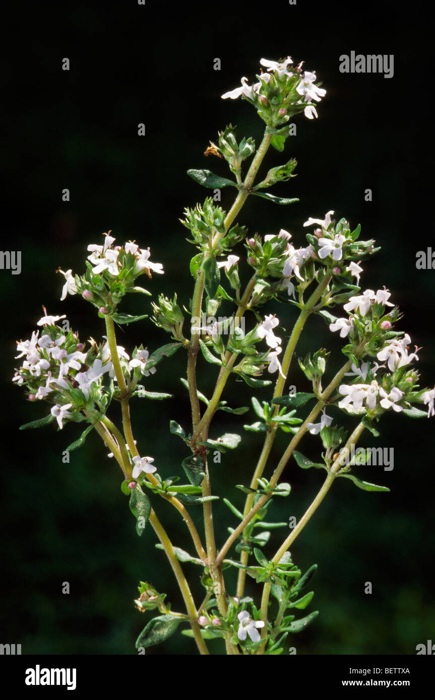 Jardin commun en fleur de thym (Thymus vulgaris) Banque D'Images