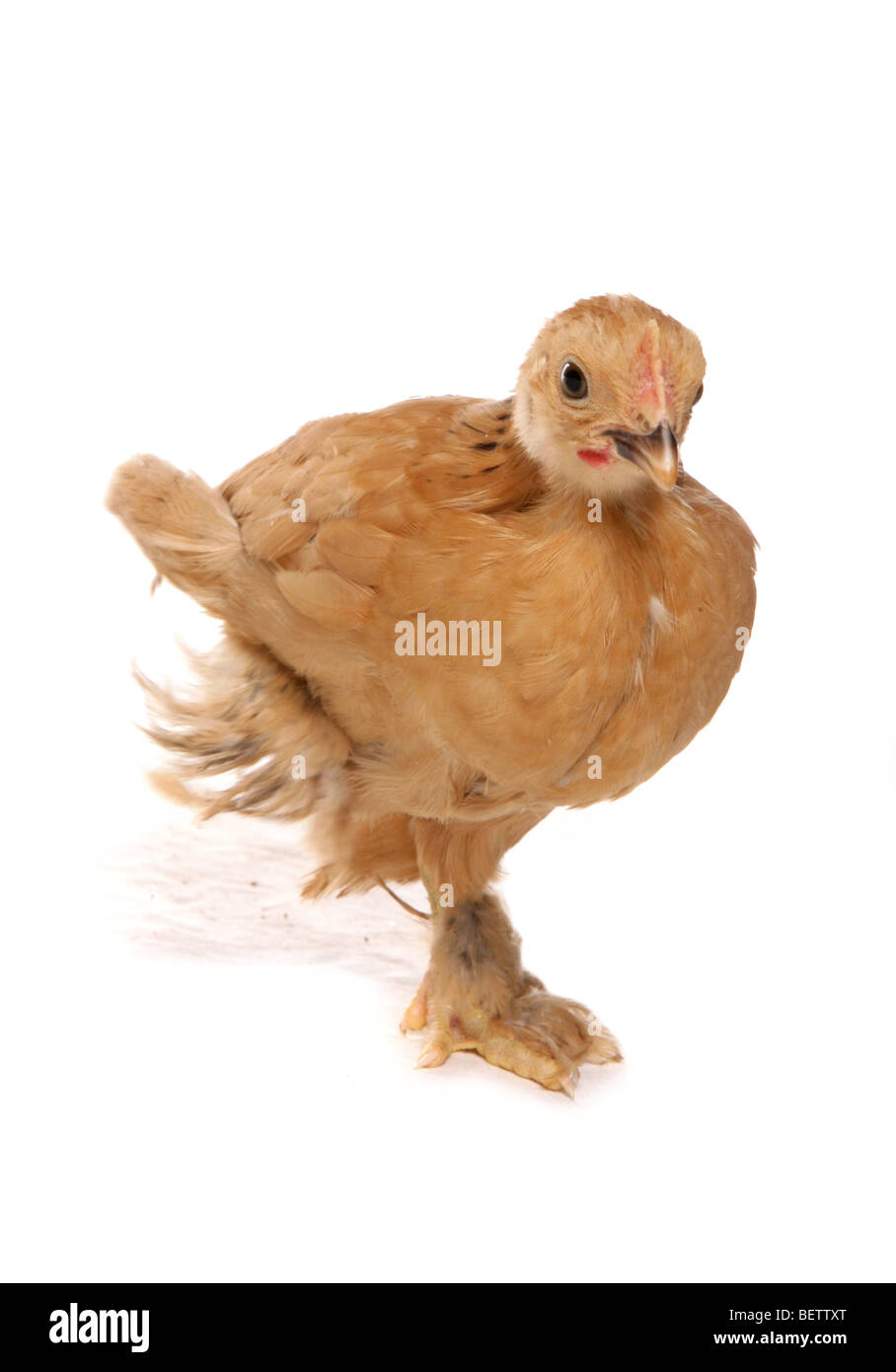 Buff bantam pekin le poulet debout dans un studio Banque D'Images