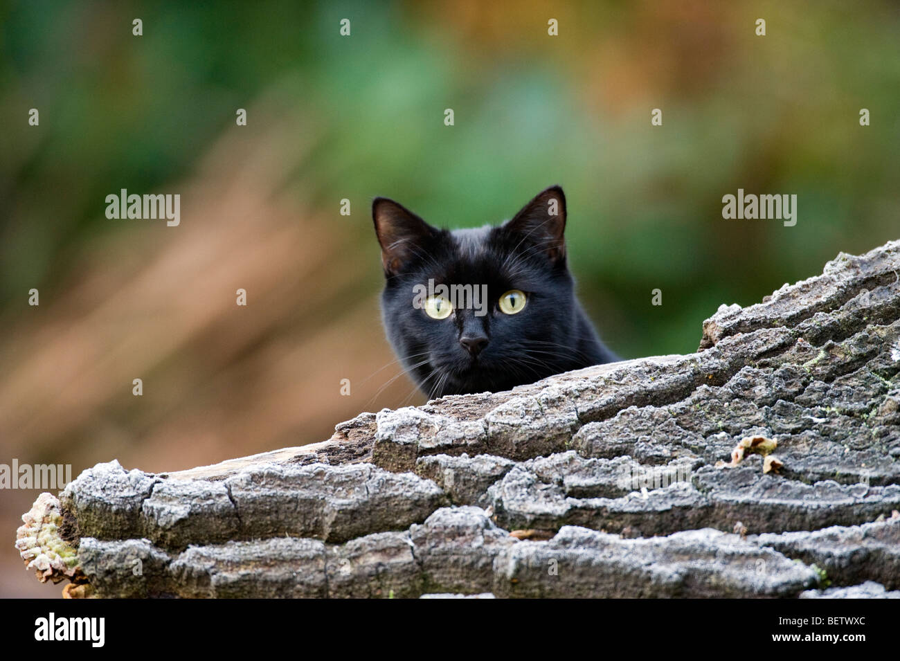 Chat domestique au jardin Banque D'Images
