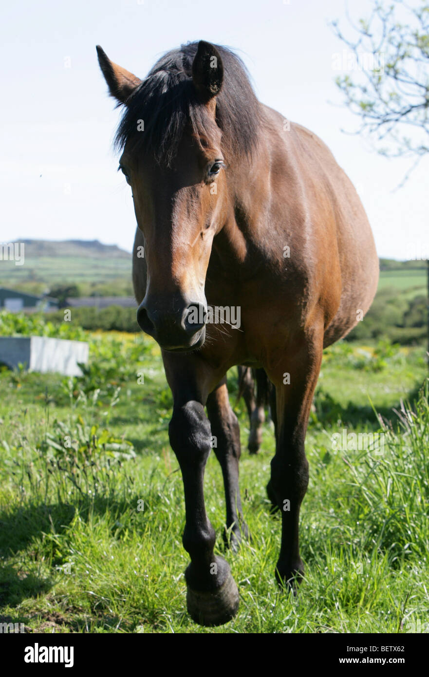 Brown bay horse dans un champ au Pays de Galles Banque D'Images