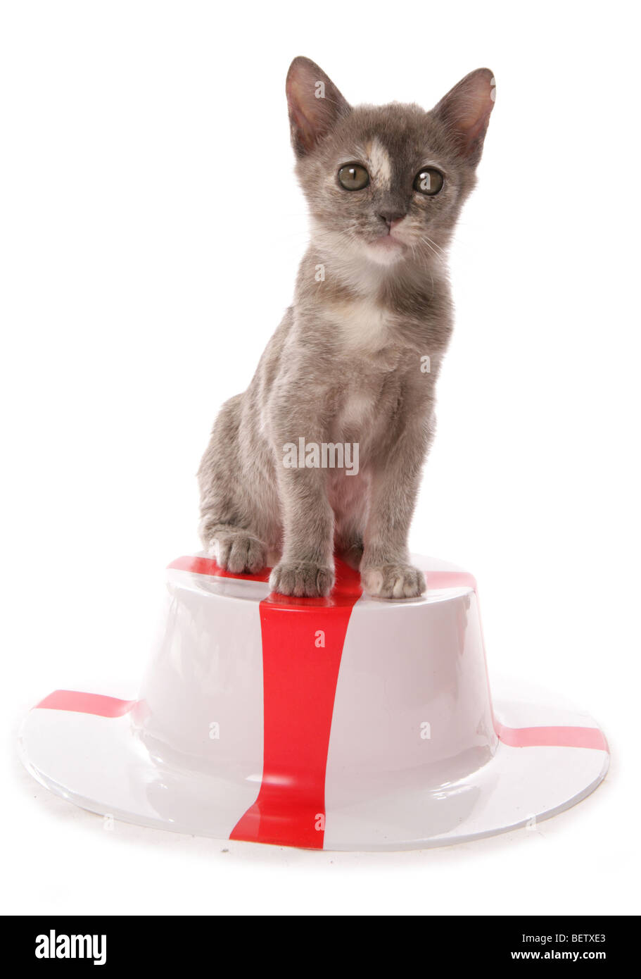 Chaton birman sur st georges angleterre hat portrait dans un studio Banque D'Images
