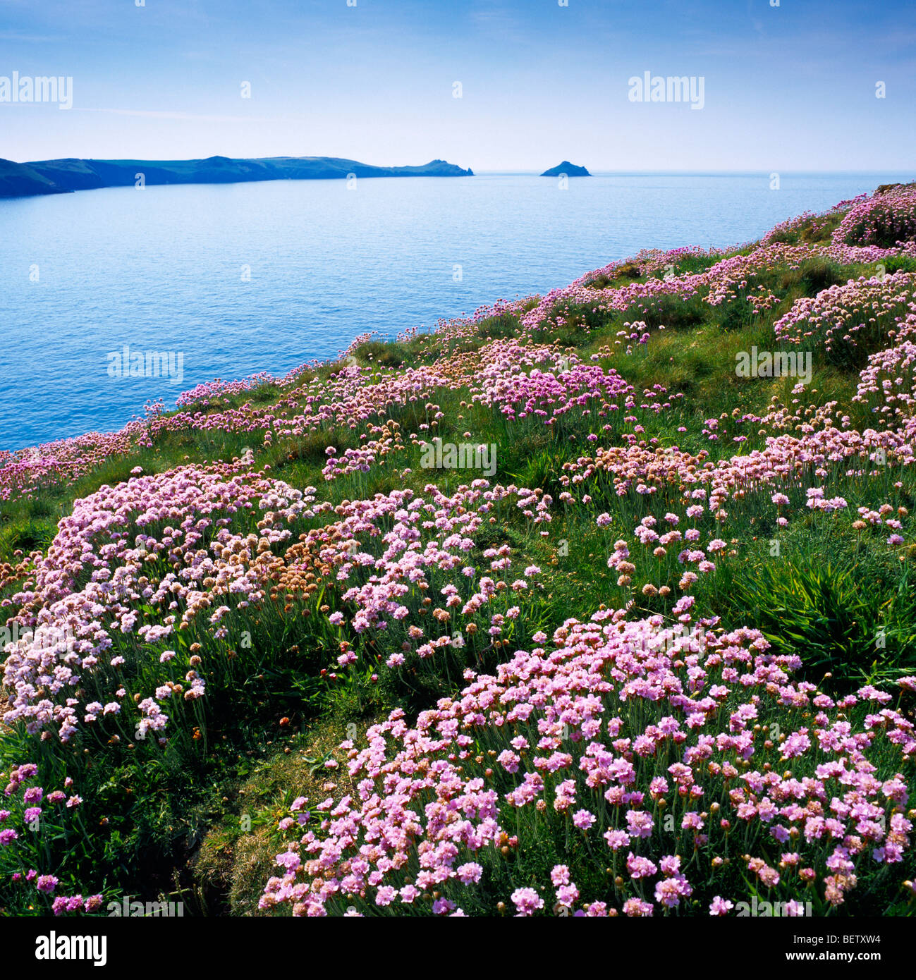 Thrift grandit à Doyden point surplombant la baie de Port Quin et à Rumps point près de Port Quin, Cornwall, Angleterre Banque D'Images