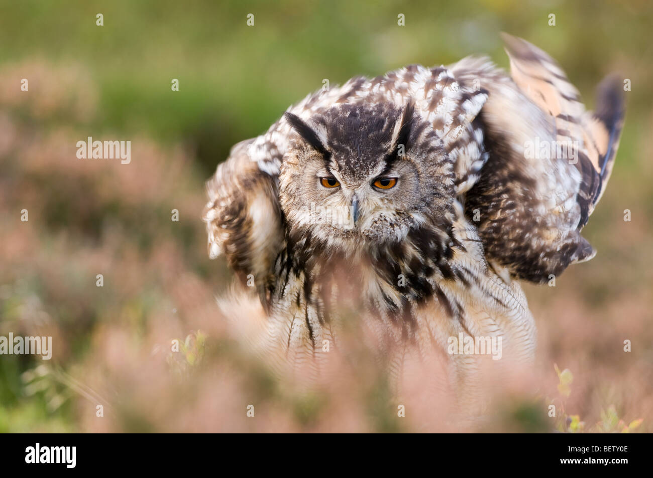 Eagle Owl plumes ébouriffant Banque D'Images