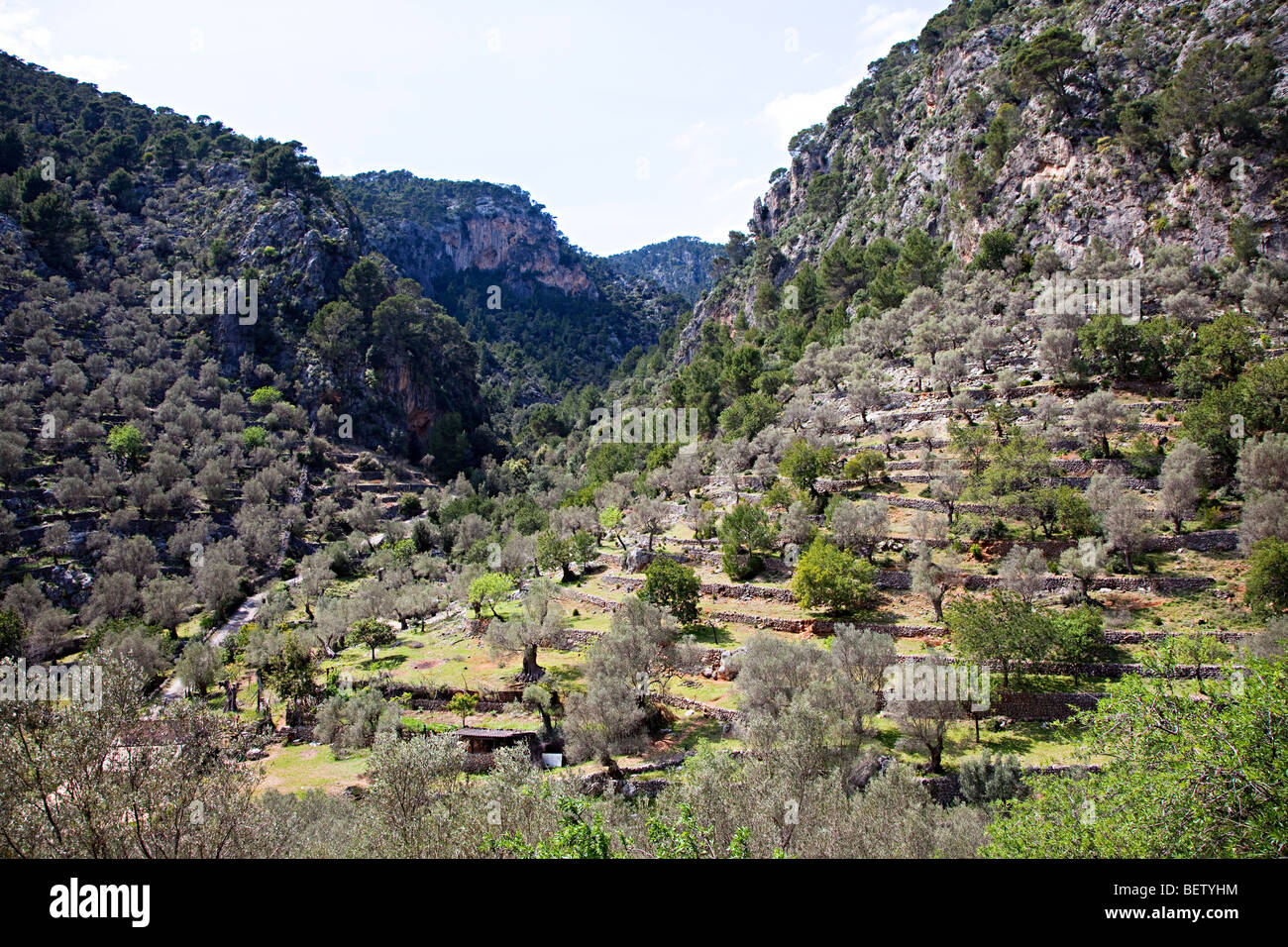 Les vergers en terrasses dans les montagnes sur la route du sentier de grande randonnée GR222 Soller Majorque Espagne Banque D'Images