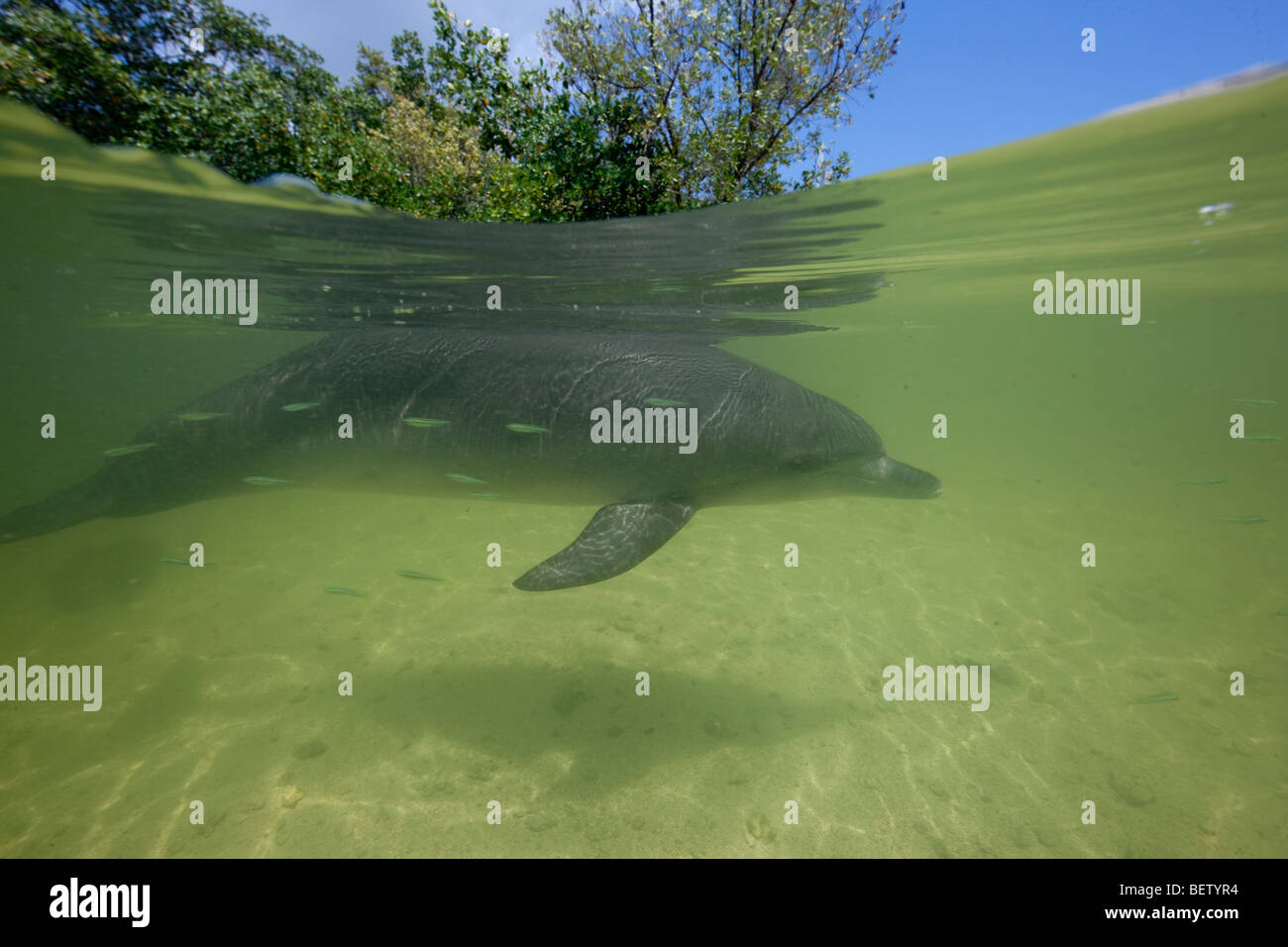 Cutter, dauphin tacheté de l'Atlantique, à Key Largo Banque D'Images