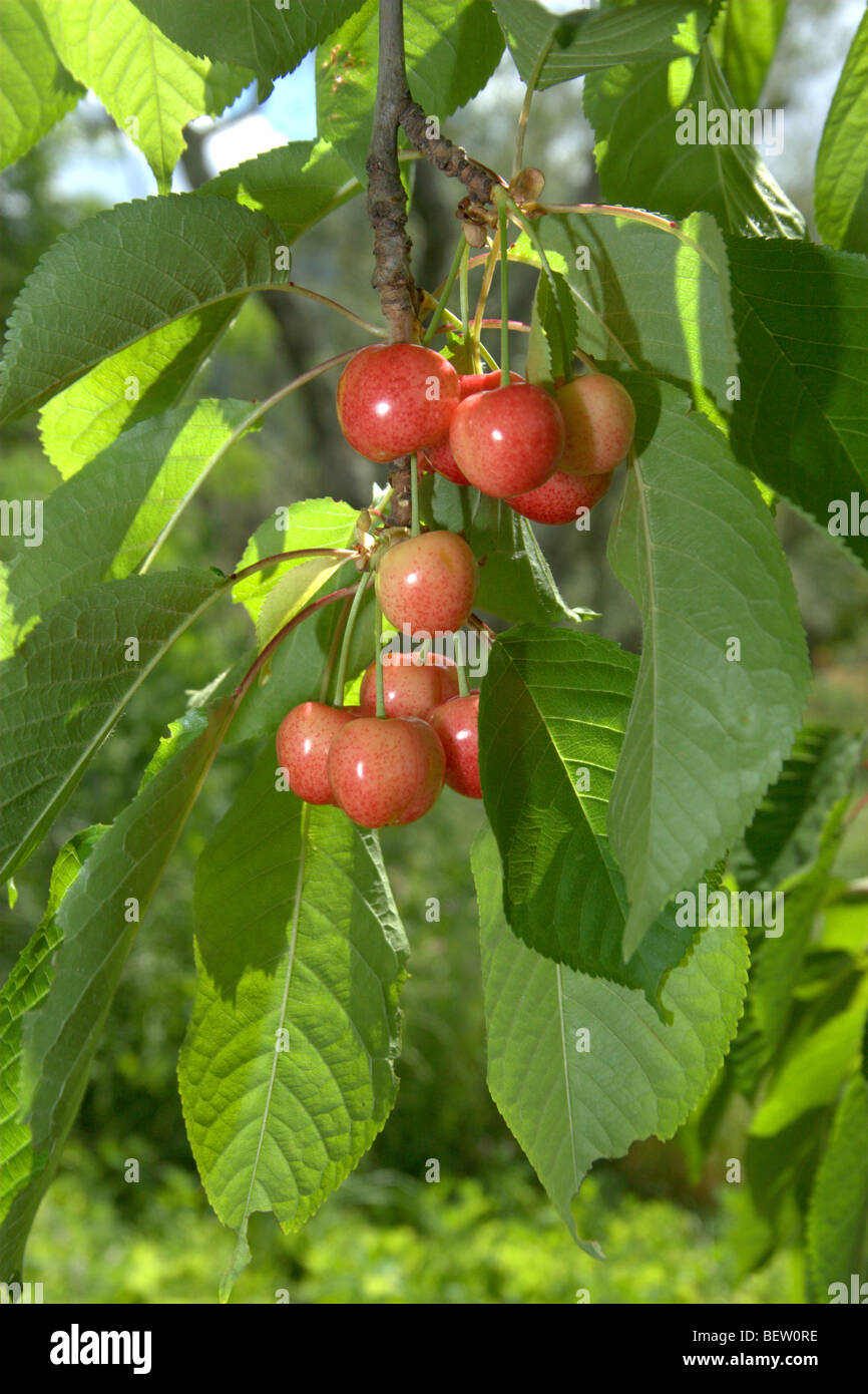 Le Merisier (Prunus avium) Banque D'Images