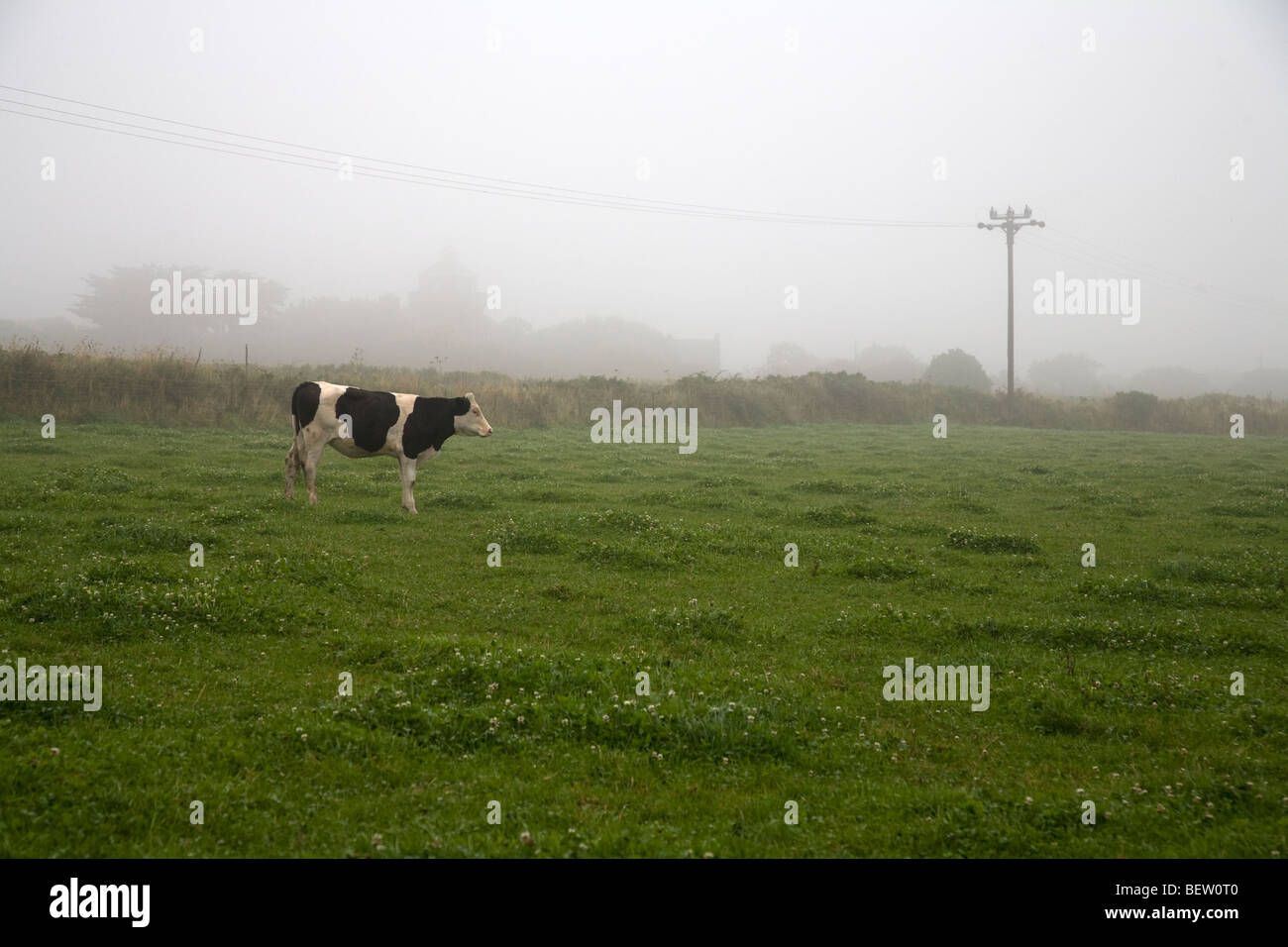 vache frisonne Banque D'Images