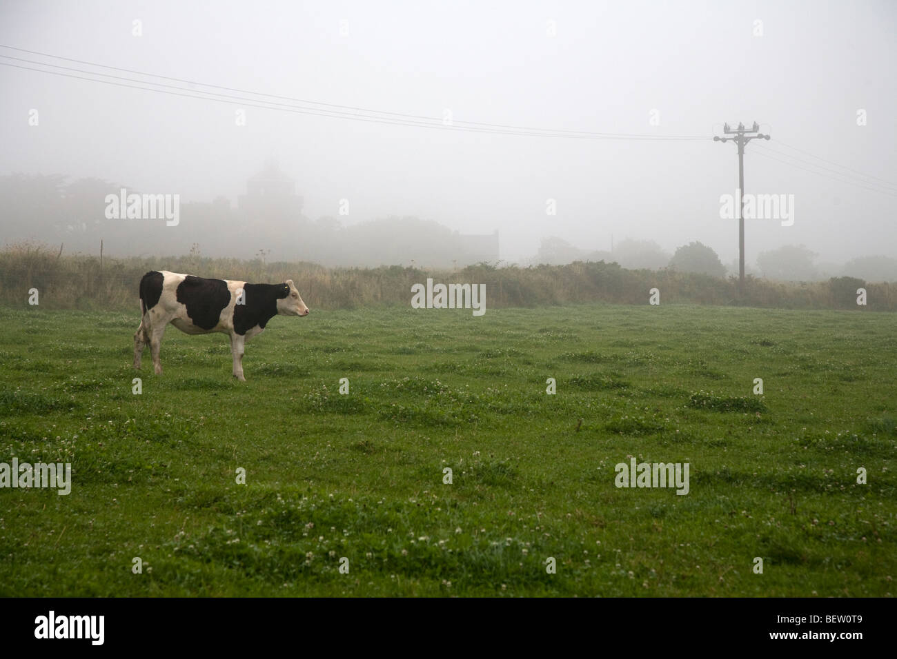 vache frisonne Banque D'Images