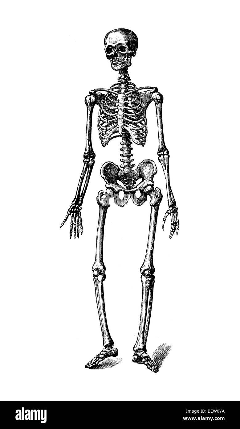 Illustration du squelette humain Banque D'Images