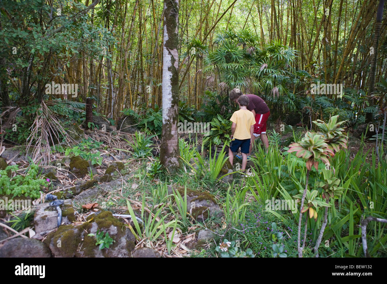 Deux garçons d'explorer une forêt tropicale, Oahu, Hawaii Banque D'Images