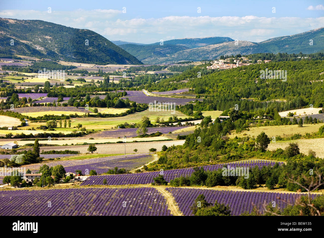 Mosaïque de champs de l'agriculteur dans la vallée au-dessous de Sault, Provence France Banque D'Images