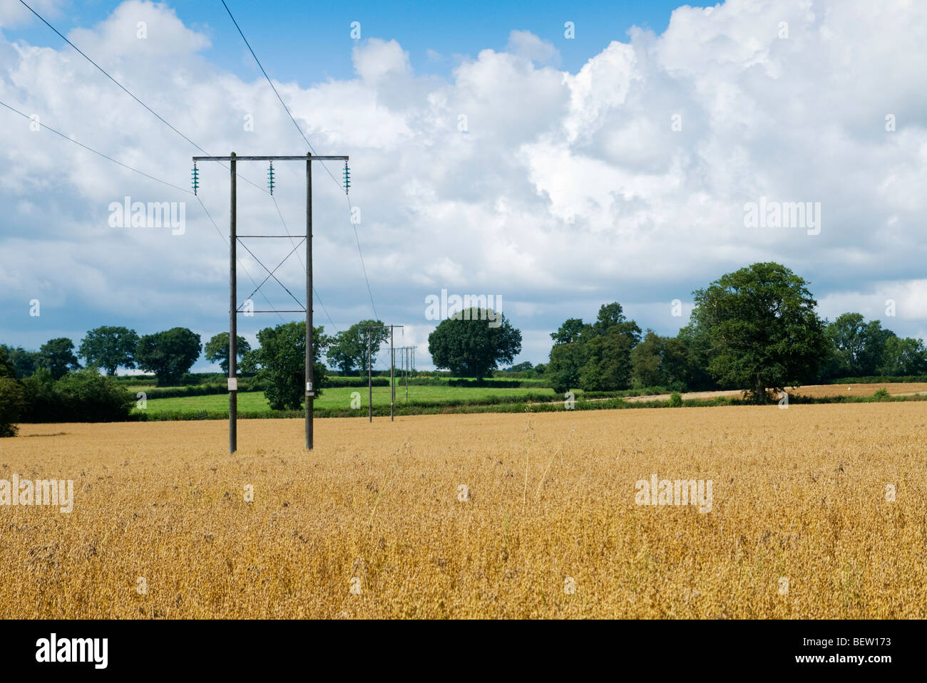 Pylône de l'électricité dans le Herefordshire cornfield Banque D'Images