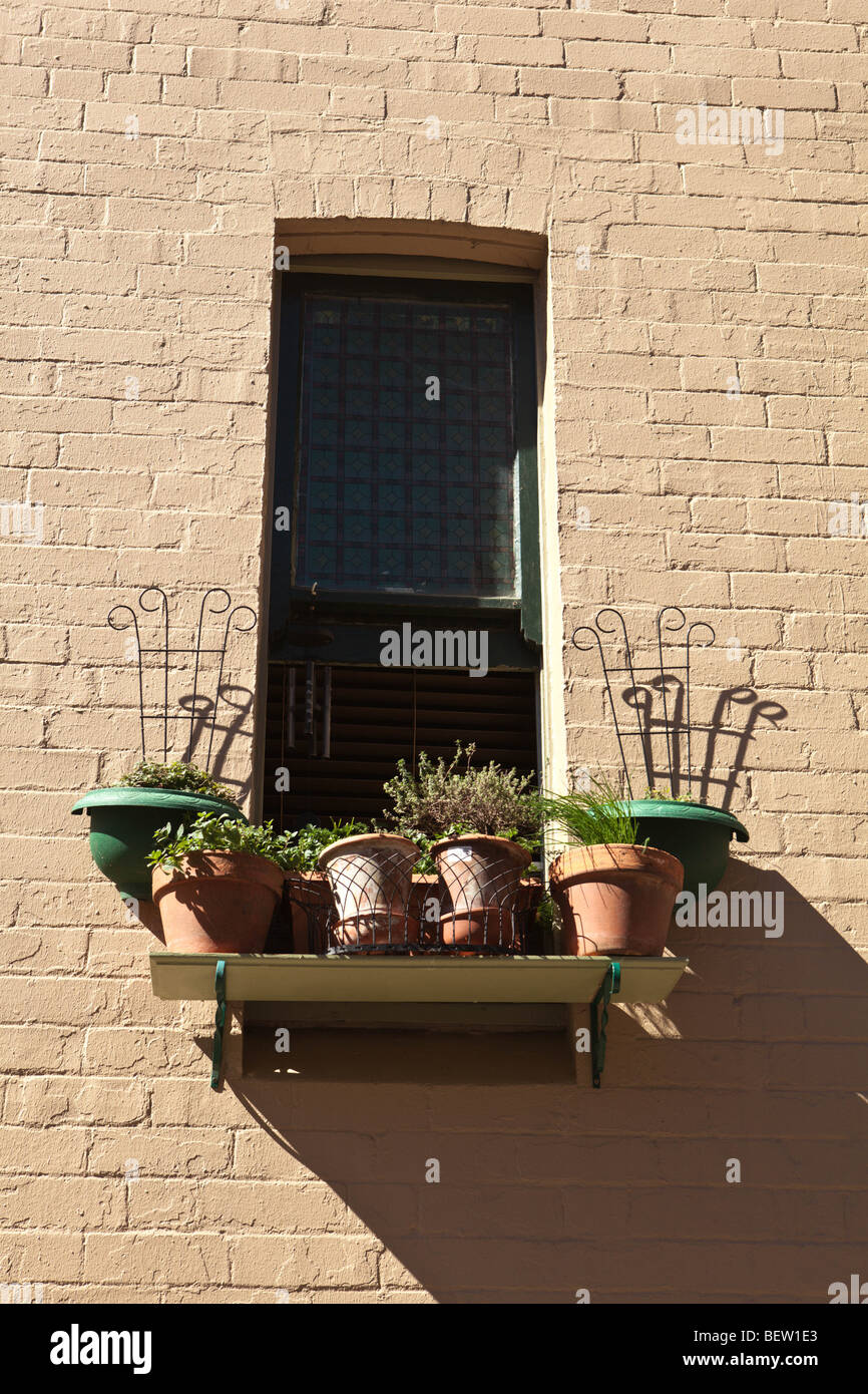 Les plantes en pot dans le seul espace disponible aux locataires de logements Banque D'Images