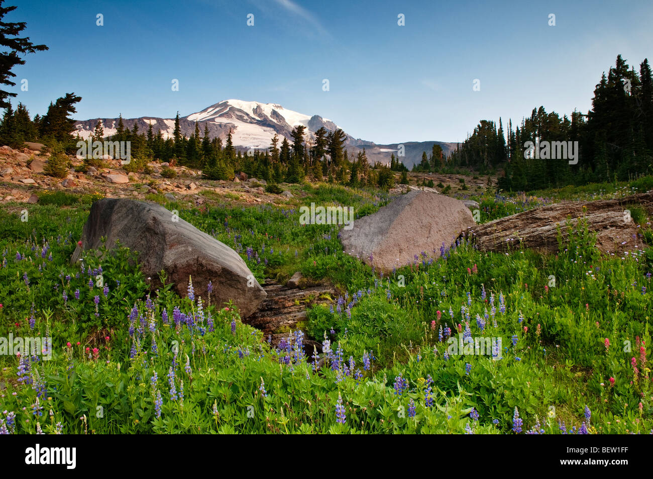 Mont Adams et fleurs sauvages à Bird Creek Meadows Yakama Indian Reservation Washington Banque D'Images