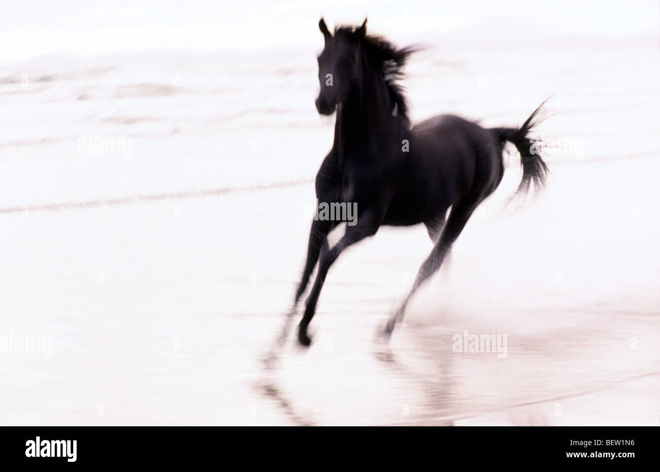 Cheval Noir galopant le long d'une plage par la mer, bareback et seul avec le vent dans sa crinière et queue Banque D'Images