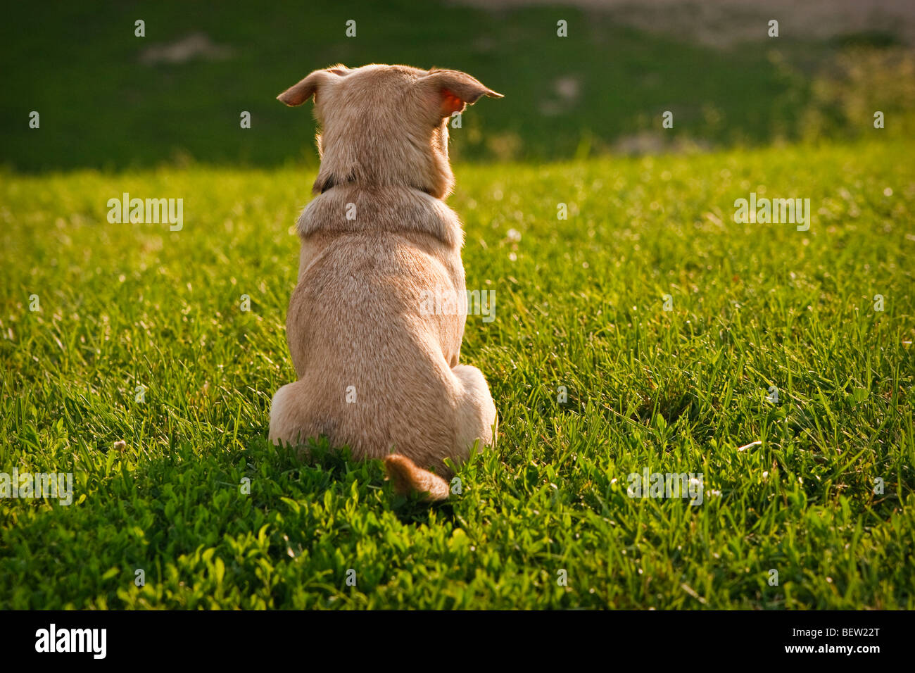 Pug-Chihuahua mixed breed dog sitting dans l'herbe avec accès à l'afficheur Banque D'Images