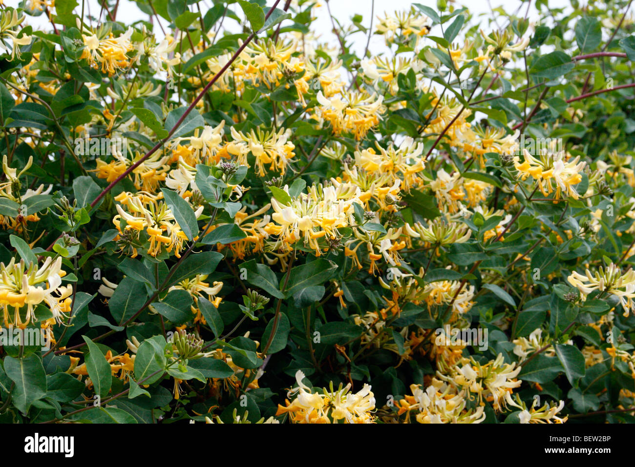 Lonicera periclymenum Chèvrefeuille sauvage - croissant sur un mur Banque D'Images