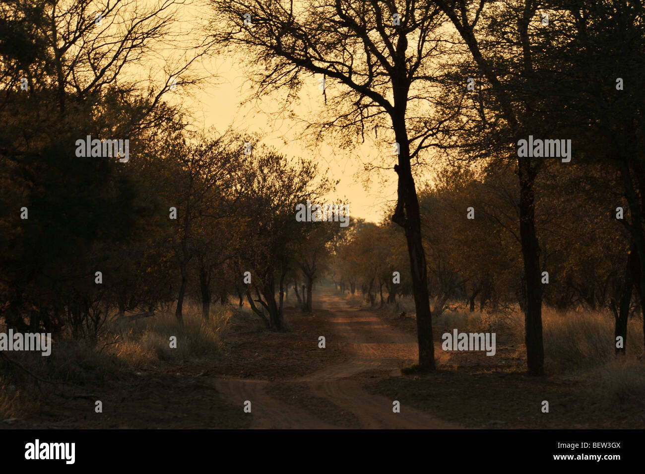 Scène de l'atmosphère de 2 voie chemin de terre par Bush au coucher du soleil de l'Afrique du Sud Paysages Voyage destinations Couleurs Horizons Banque D'Images