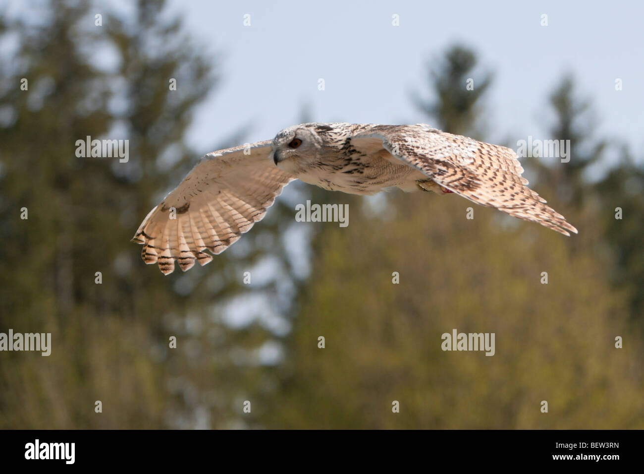 Bubo bubo lacteus, vol, Allemagne Banque D'Images