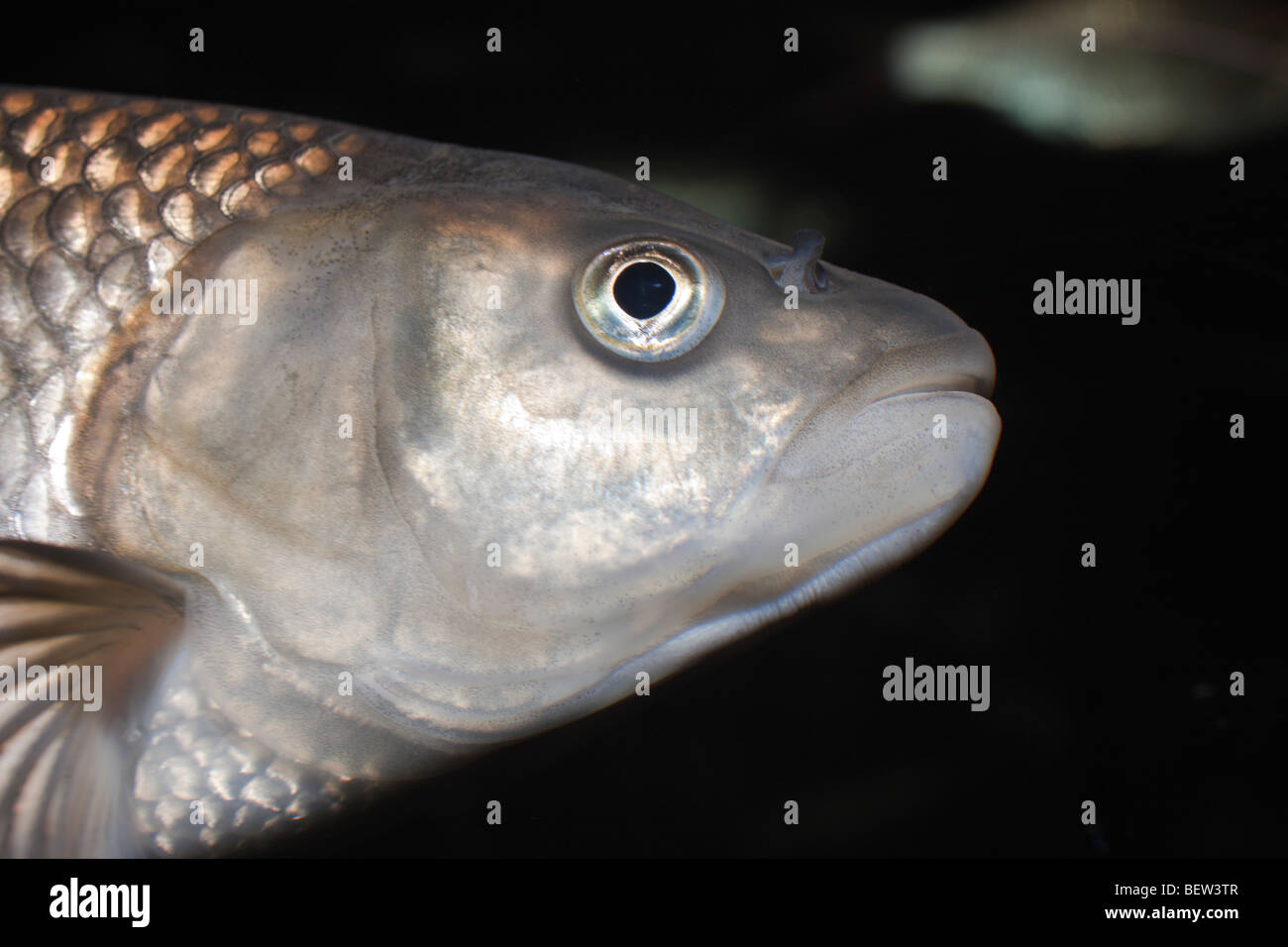 Chub européenne, Leuciscus idus, cepahlus Haute Lusace, en Saxe, Allemagne Banque D'Images